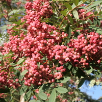 Sorbus pseudohupehensis 